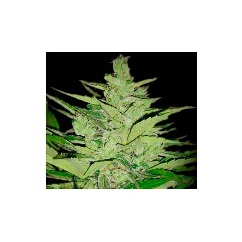 Llimonet Haze CBD Feminizada de Elite Seeds