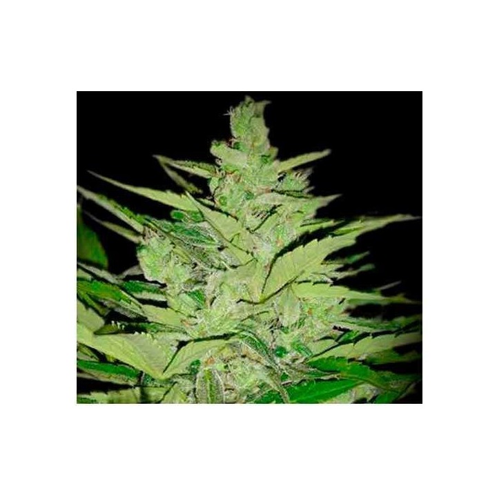 Llimonet Haze CBD Feminizada de Elite Seeds