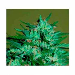 Llimonet Haze Ultra CBD Feminizada de Elite Seeds