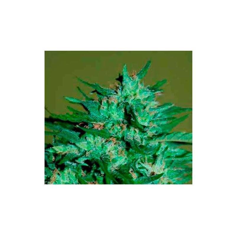 Llimonet Haze Ultra CBD Feminizada de Elite Seeds