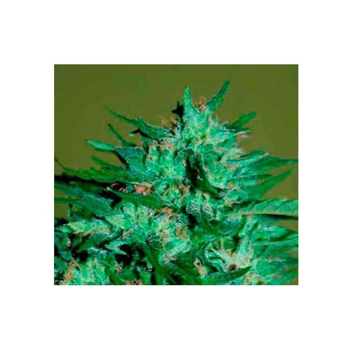 Llimonet Haze Ultra CBD Feminizada de Elite Seeds