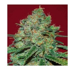 Clinical White CBD Feminizada de Expert Seeds