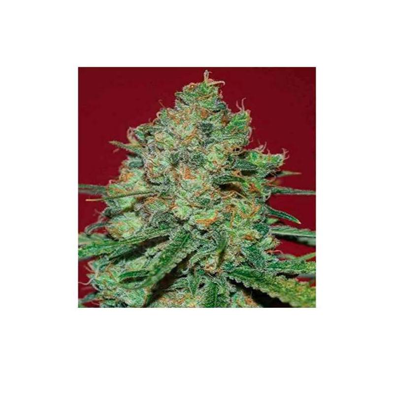 Clinical White CBD Feminizada de Expert Seeds