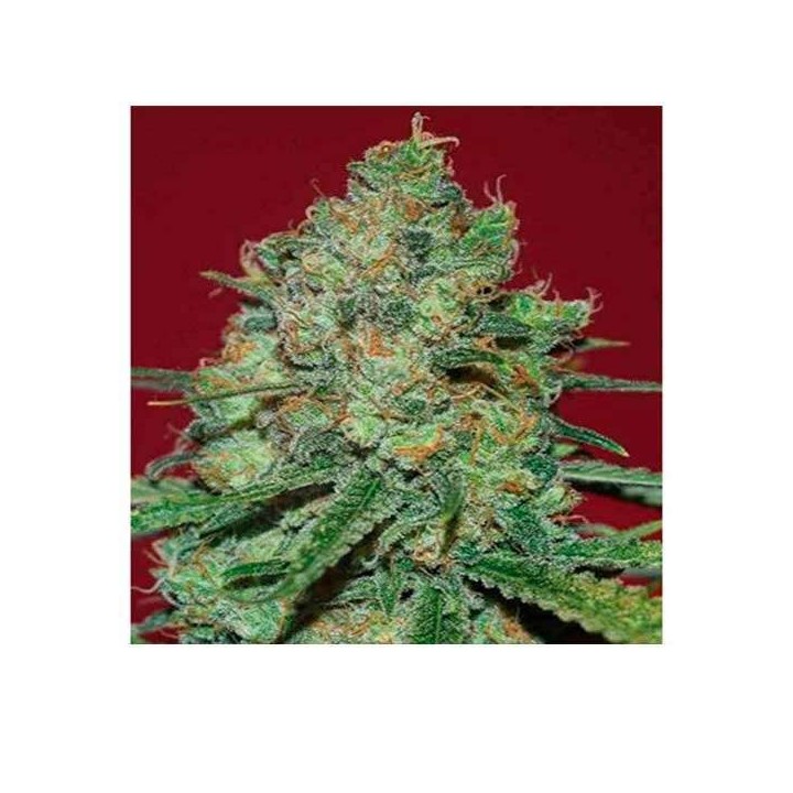 Clinical White CBD Feminizada de Expert Seeds
