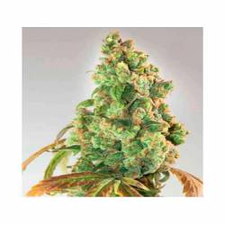 Nurse Lilly CBD Feminizada de Expert Seeds