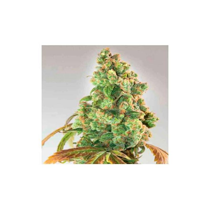 Nurse Lilly CBD Feminizada de Expert Seeds