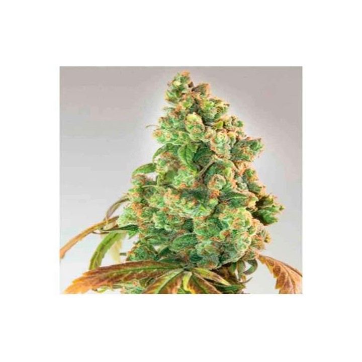 Nurse Lilly CBD Feminizada de Expert Seeds