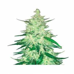 Crack CBD Autofloreciente Feminizada de Fastbuds Seeds