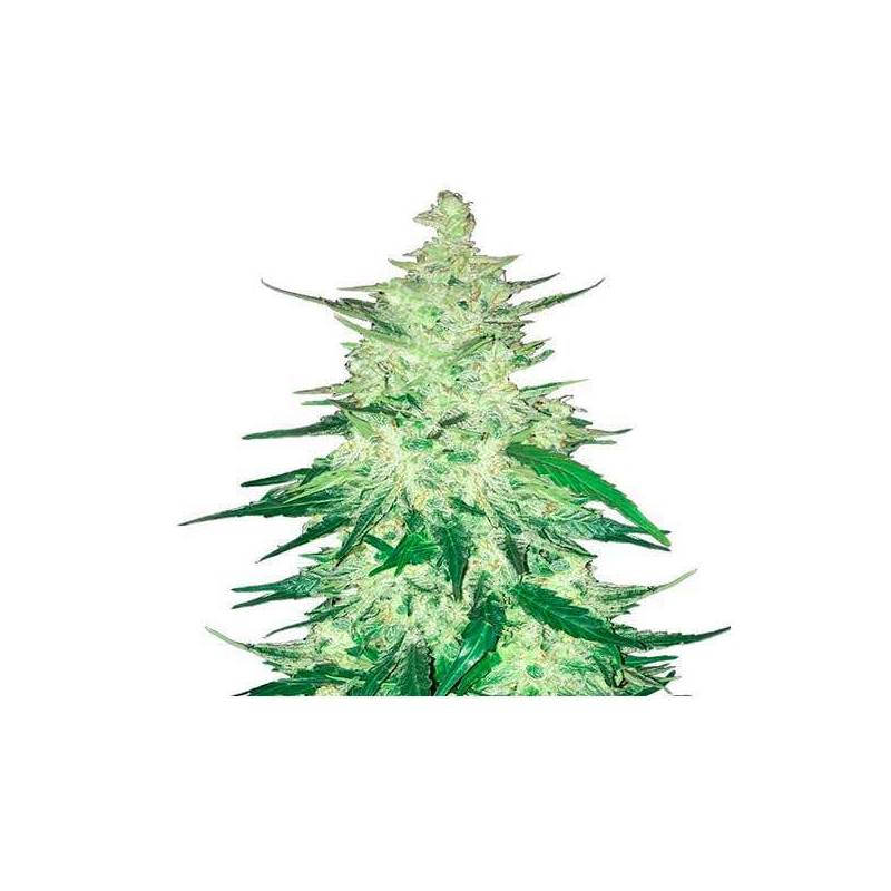 Crack CBD Autofloreciente Feminizada de Fastbuds Seeds