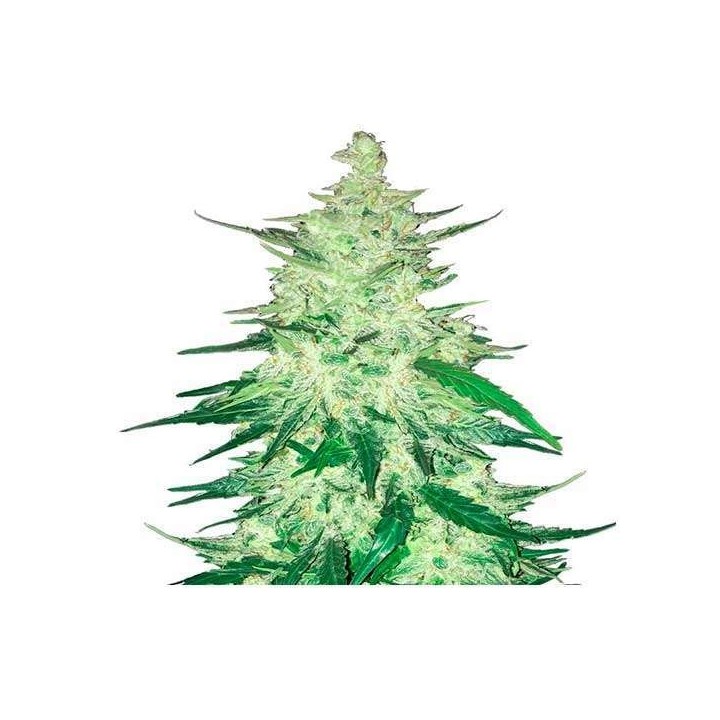 Crack CBD Autofloreciente Feminizada de Fastbuds Seeds