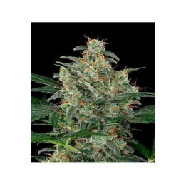 Exodus Cheese CBD Autofloreciente Feminizada de Green House