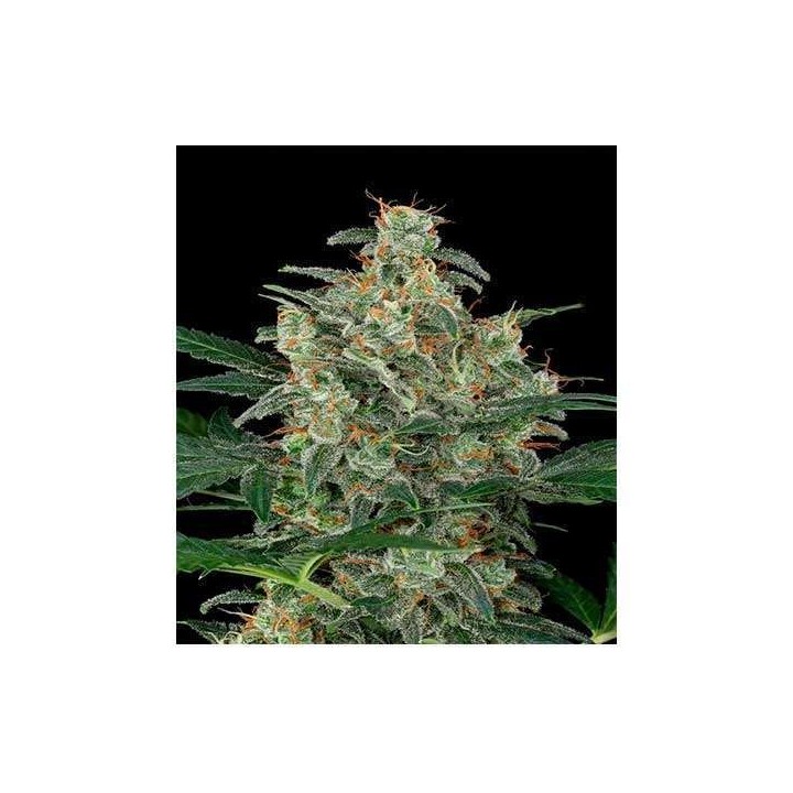 Exodus Cheese CBD Autofloreciente Feminizada de Green House