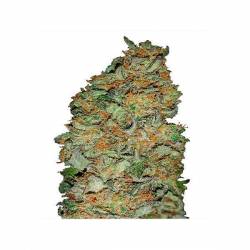 King´s Kush CBD Feminizada de Green House