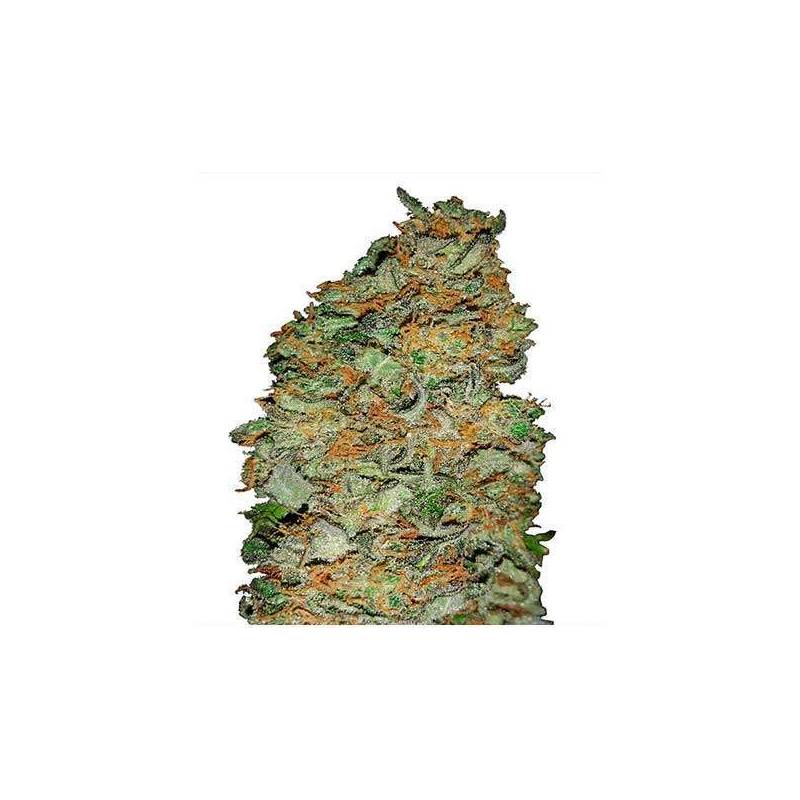 King´s Kush CBD Feminizada de Green House