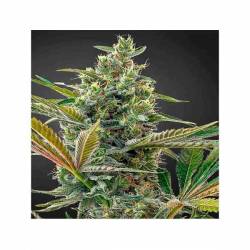 Super Lemon Haze CBD Autofloreciente Feminizada de Green House