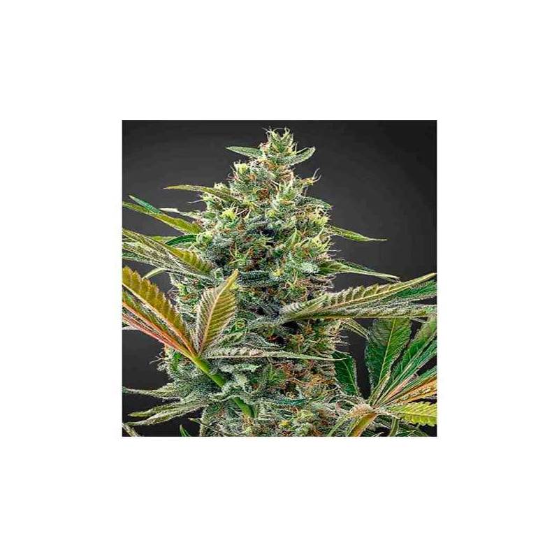 Super Lemon Haze CBD Autofloreciente Feminizada de Green House