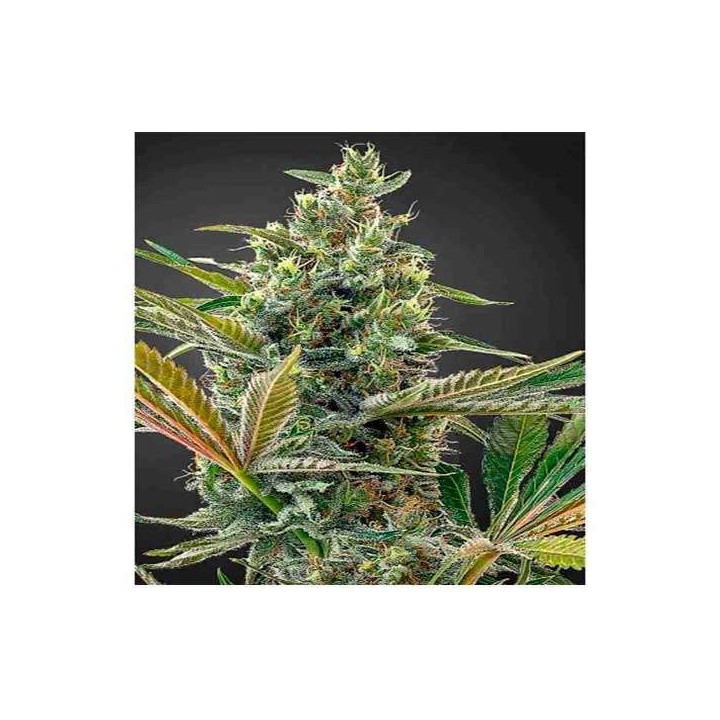 Super Lemon Haze CBD Autofloreciente Feminizada de Green House
