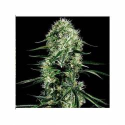 Super Silver Haze CBD Feminizada de Green House