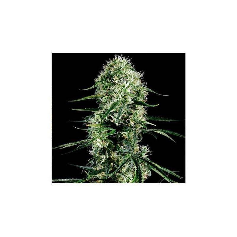 Super Silver Haze CBD Feminizada de Green House