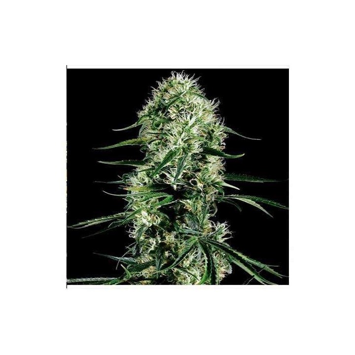 Super Silver Haze CBD Feminizada de Green House