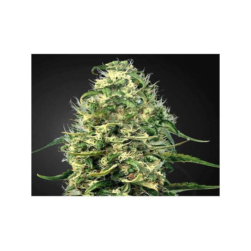 The Church CBD Feminizada de Green House The Church CBD Feminizada de Green House