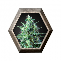 White Widow CBD Autofloreciente Feminizada de Green House