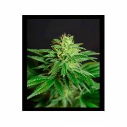 Jean Guy CBD Feminizada