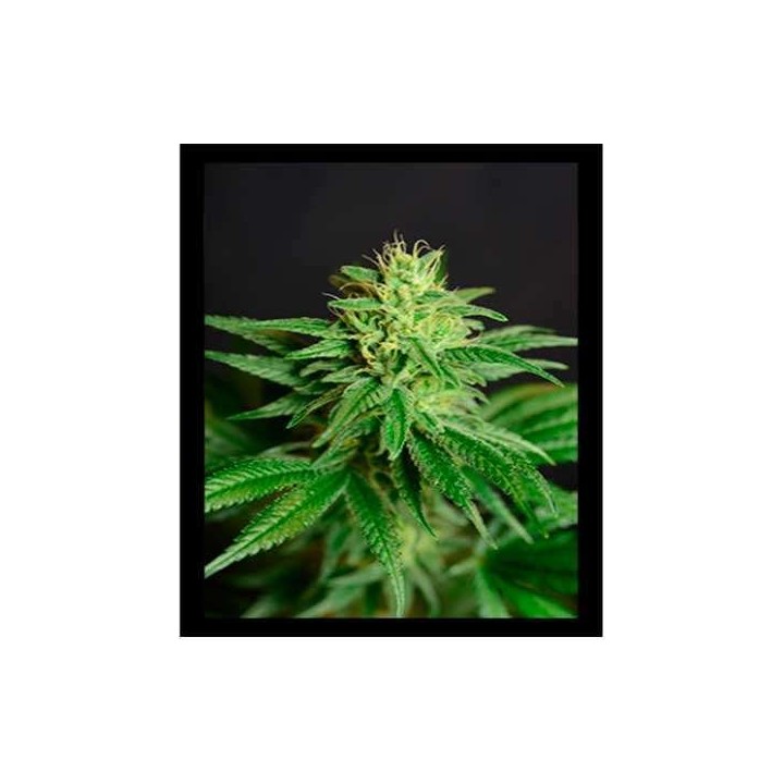 Jean Guy CBD Feminizada de House of the Great Gardener
