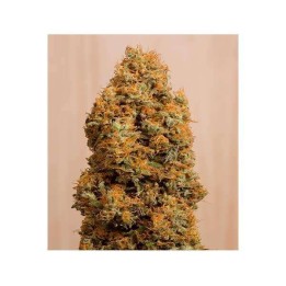 Green Crack CBD Feminziada de Humboldt Seeds