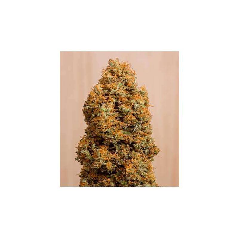 Green Crack CBD Feminziada de Humboldt Seeds