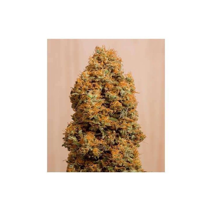 Green Crack CBD Feminziada de Humboldt Seeds