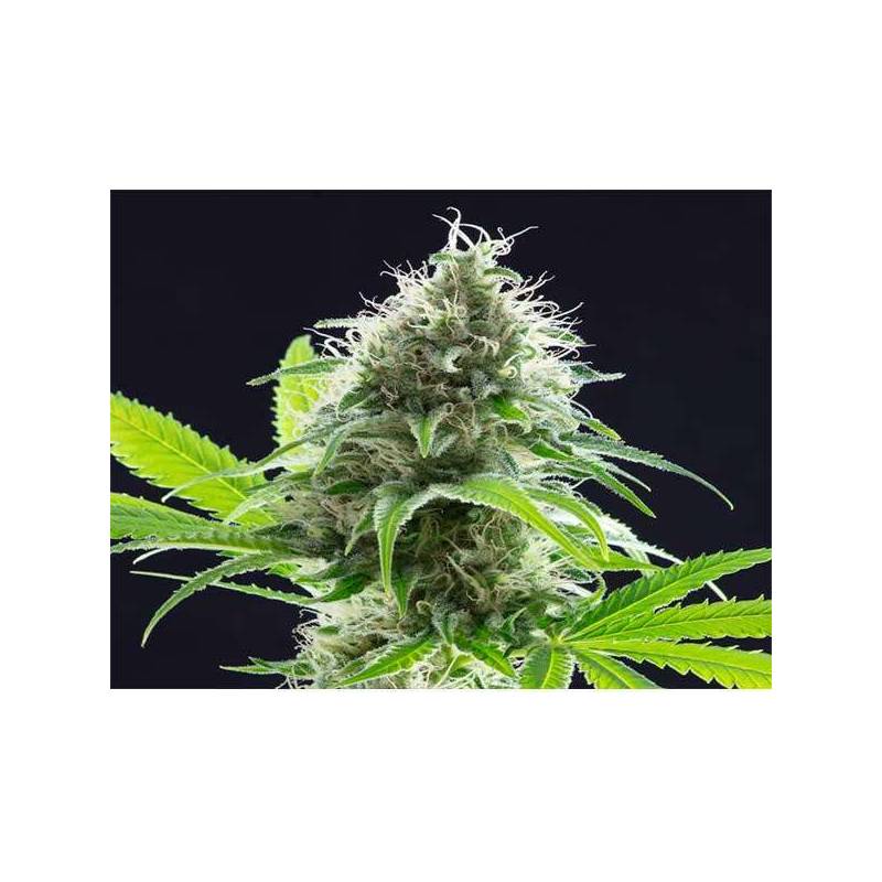 Kama Kush CBD Feminizada de Kannabia Seeds