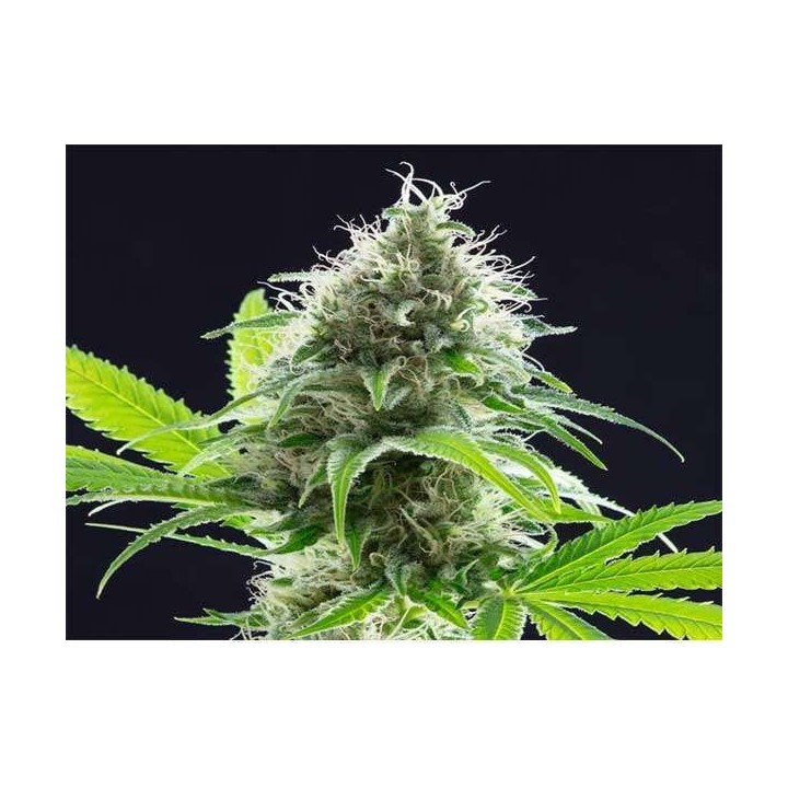 Kama Kush CBD Feminizada de Kannabia Seeds