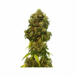 Swiss Dream CBD Autofloreciente Feminizada de Kannabia Seeds