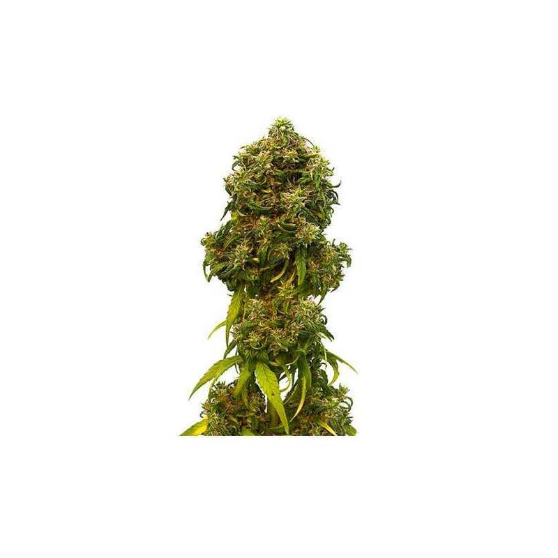 Swiss Dream CBD Autofloreciente Feminizada de Kannabia Seeds