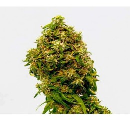 Swiss Dream CBD Feminizada de Kannabia Seeds