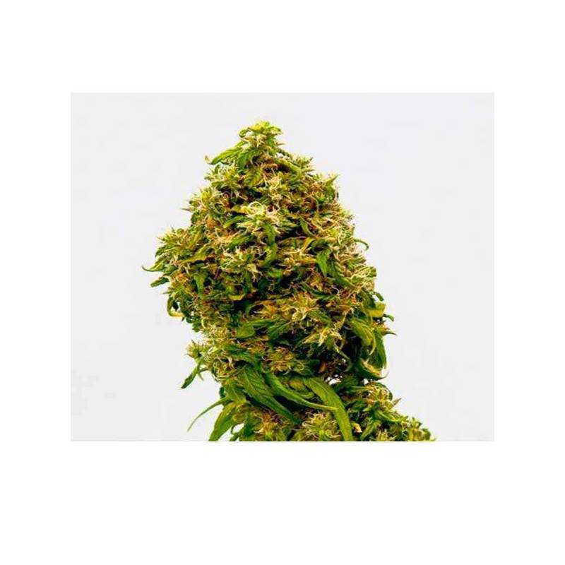 Swiss Dream CBD Feminizada de Kannabia Seeds