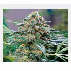 Og Kush CBD Feminizada de Medical Seeds