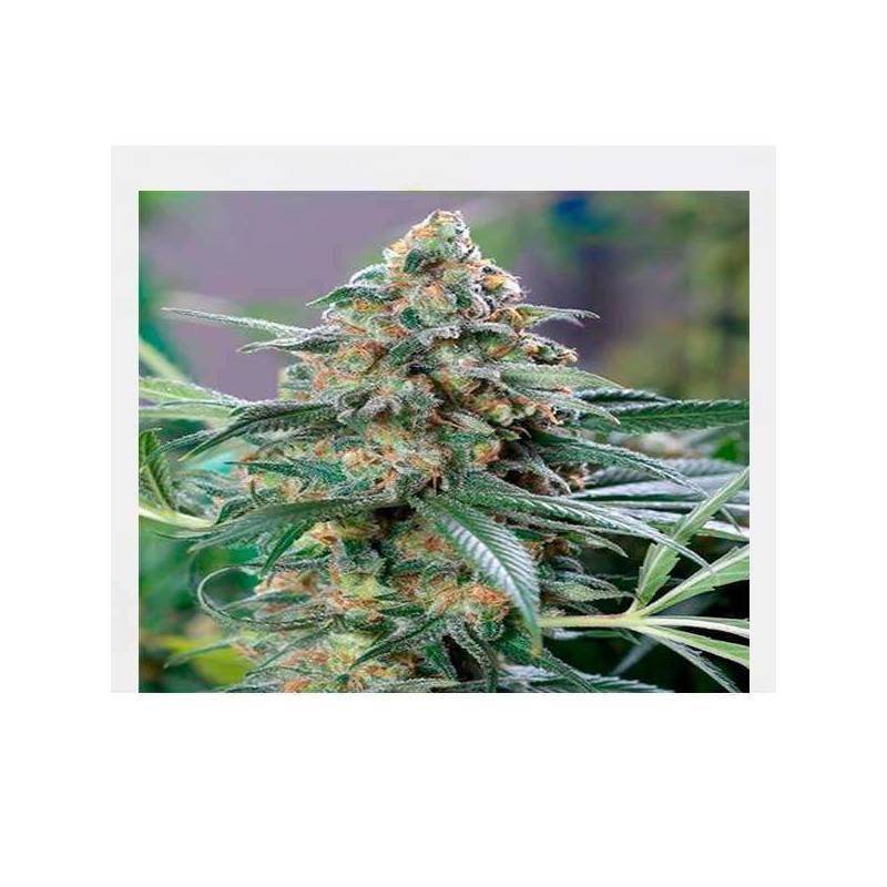 Og Kush CBD Feminizada de Medical Seeds