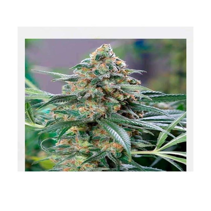Og Kush CBD Feminizada de Medical Seeds