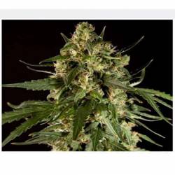 Lemon CBD Autofloreciente Feminizada de Philosopher Seeds