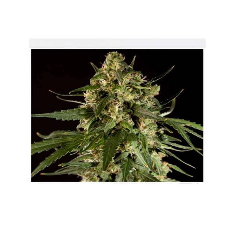 Lemon CBD Autofloreciente Feminizada de Philosopher Seeds