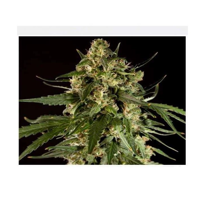 Lemon CBD Autofloreciente Feminizada de Philosopher Seeds