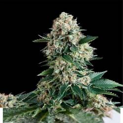 New York City CBD Autofloreciente Feminizada de Pyramid Seeds