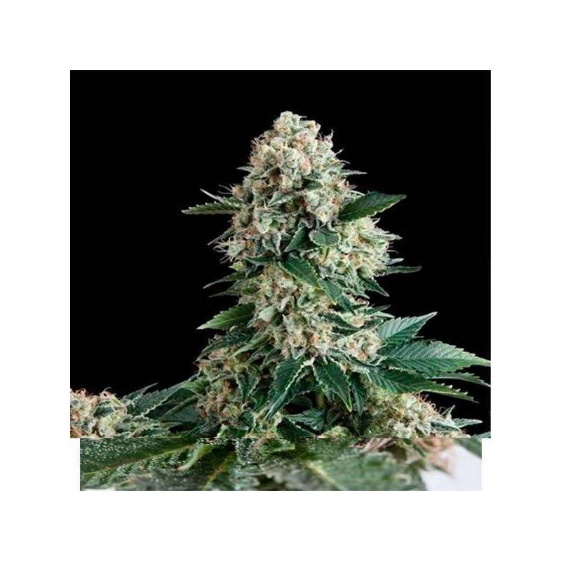 New York City CBD Autofloreciente Feminizada de Pyramid Seeds