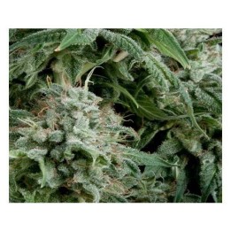 Northern Light CBD Autofloreciente Feminizada de Pyramid Seeds