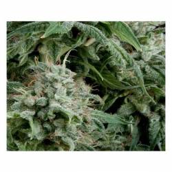 Northern Light CBD Autofloreciente Feminizada de Pyramid Seeds