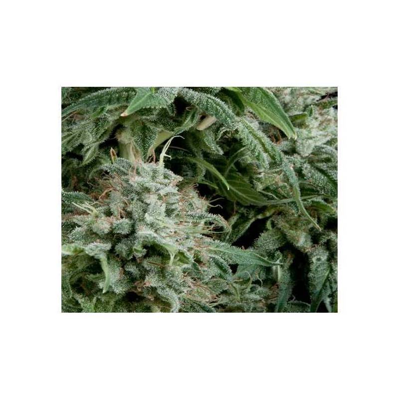 Northern Light CBD Autofloreciente Feminizada de Pyramid Seeds