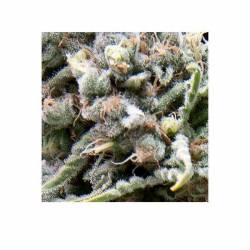 White Widow CBD Autofloreciente Feminizada de Pyramid Seeds