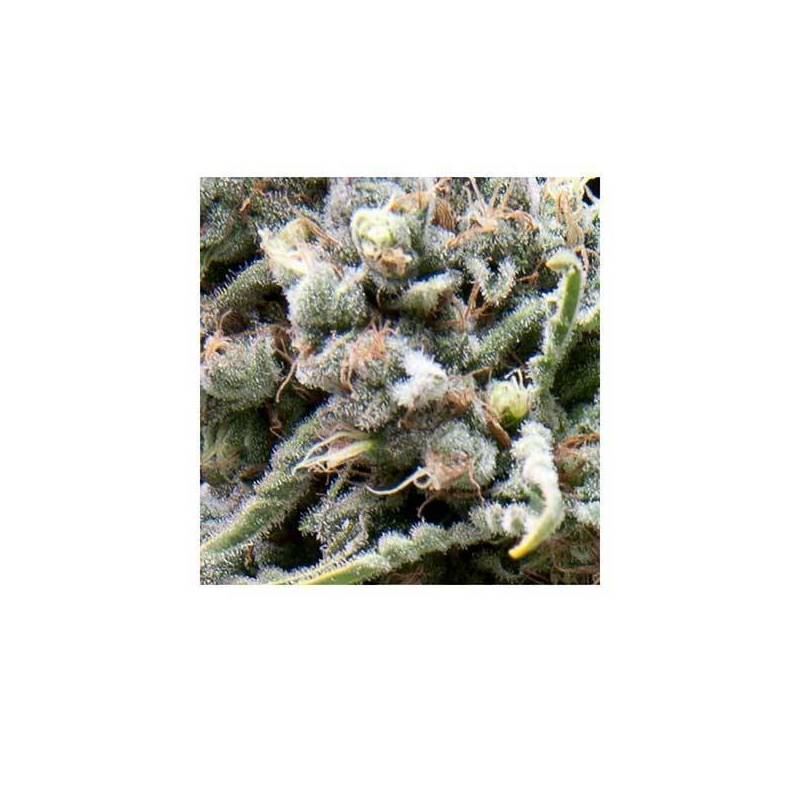 White Widow CBD Autofloreciente Feminizada de Pyramid Seeds